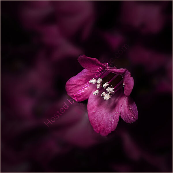 LADEN WITH POLLEN by Phil Robinson