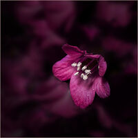 LADEN WITH POLLEN by Phil Robinson