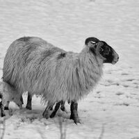 LAMB & EWE IN THE SNOW by Malcolm Neal