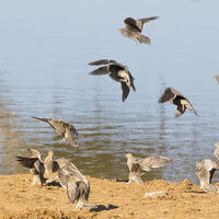 LANDING SANDGROUSE by Malcolm Neal