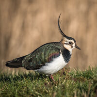 LAPWING by Chrisine Maughan