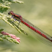 LARGE RED DAMSELFLY by Judi Neachell
