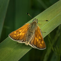 LARGE SKIPPER by Gillian Foulds