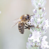 LAVENDER HONEY by Rhys Roberts