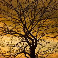 LEAFLESS By Wayne Churchill
