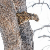 LEOPARD LOOK-OUT by Neil Partridge