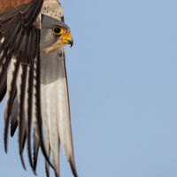 LESSER KESTREL IN FLIGHT by Neil Partridge-