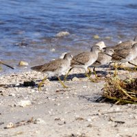 LESSER YELLOWLEGS by Peter Dishart