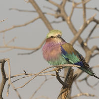 LILAC BREASTED ROLLER by Malcolm Neal
