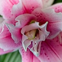 LILIUM ROSELILY by Alan Locke