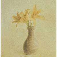 LILLIES AND PETALS by David White