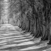 LIME TREE AVENUE by Christine Maughan