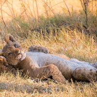 LION CUB - HAKUNA MATATA