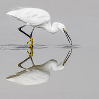 LITTLE EGRET'S SLIM PICKINGS by Neil Partridge