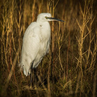 LITTLE EGRET IN WINTER SUNSHINE by Ray Worthy
