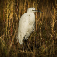 LITTLE EGRET IN WINTER SUNSHINE by Ray Worthy