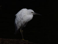 LITTLE EGRET by Chris Jackson