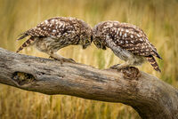 LITTLE OWLS GO HEAD TO HEAD by Neil Partridge