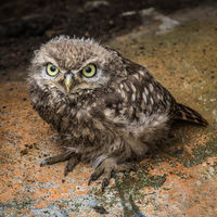 LITTLE OWL FLEDGLING by Christine Maughan
