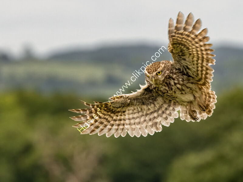 LITTLE OWL IN FLIGHT by Neil Partridge