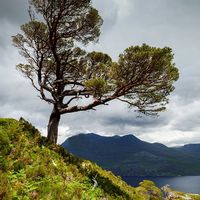 LOCH MAREE TREE by Kevin Taylor