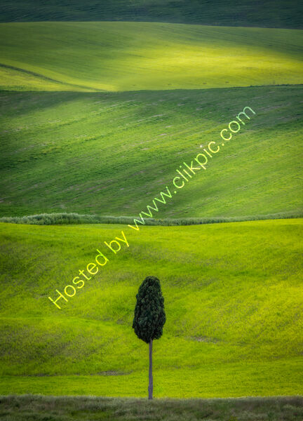 LONELY CYPRESS by Ashley Franklin