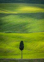LONELY CYPRESS by Ashley Franklin