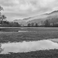 LONE TREE LANDSCAPE by Christine Maughan