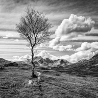 LONE TREE, ON THE ROAD TO TORRIN