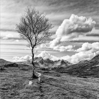 LONE TREE & THE CUILLINS by Mike Arblaster