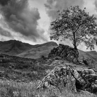 LONE TREE by Mark Constable