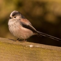 LONGTAILED TIT by Derrick Tuplin