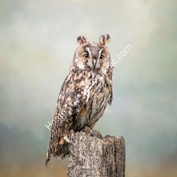 LONG EARED OWL EARLY MORNING by Michelle Jackson