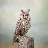 LONG EARED OWL EARLY MORNING by Michelle Jackson