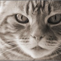 LOOK INTO MY EYES By Wayne Churchill