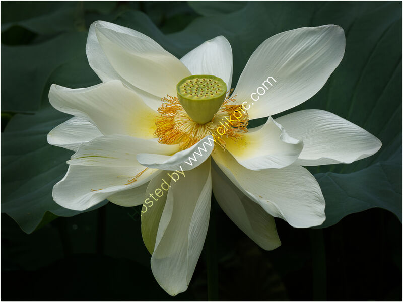 LOTUS FLOWER by Phil Robinson