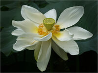 LOTUS FLOWER by Phil Robinson
