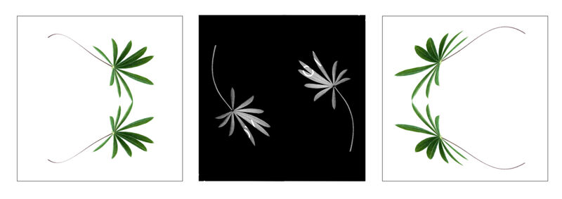 LUPIN LEAVES by Malcolm Sargent