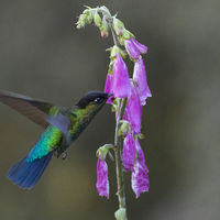 MAGNIFICENT HUMMINGBIRD by Malcolm Neal