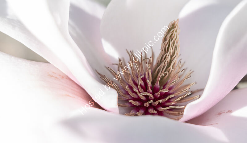 MAGNOLIA by Christine Maughan