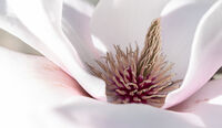 MAGNOLIA by Christine Maughan