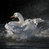 MAKING A SPLASH by David Goodman