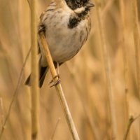 MALE REED BUNTING by Derrick Tuplin
