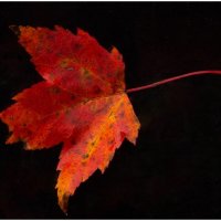MAPLE LEAF by Derrick Tuplin