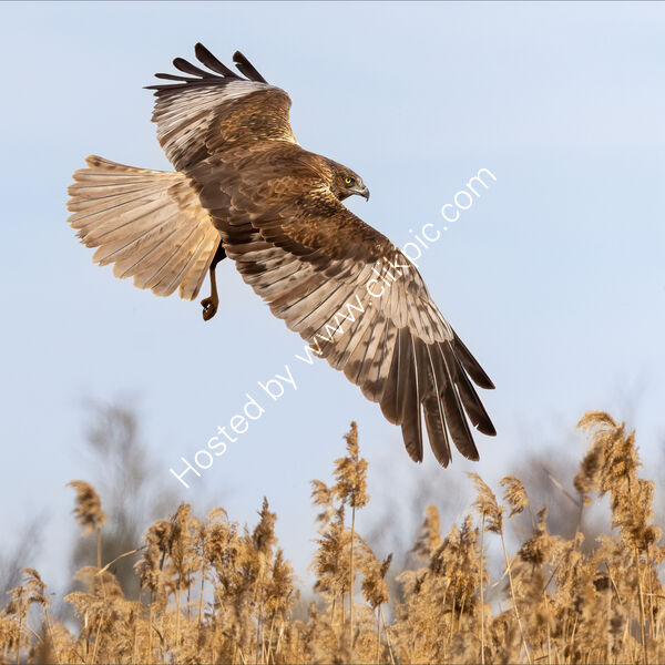 MARSH HARRIER by Neil Partridge