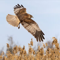 MARSH HARRIER by Neil Partridge
