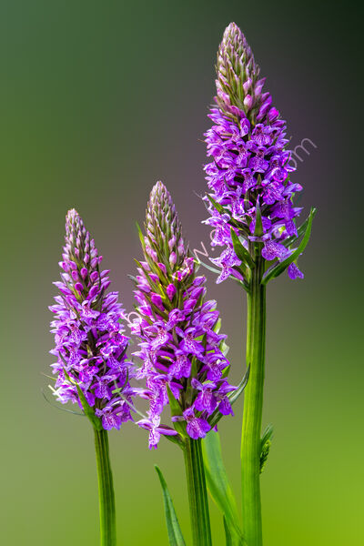 MARSH ORCHIDS by Ashley Franklin