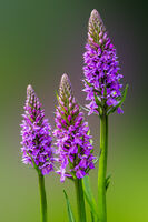 MARSH ORCHIDS by Ashley Franklin