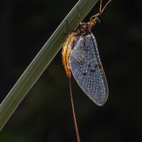 MAYFLY by Christine Maughan