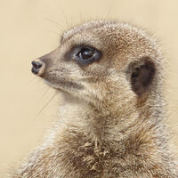 MEERKAT